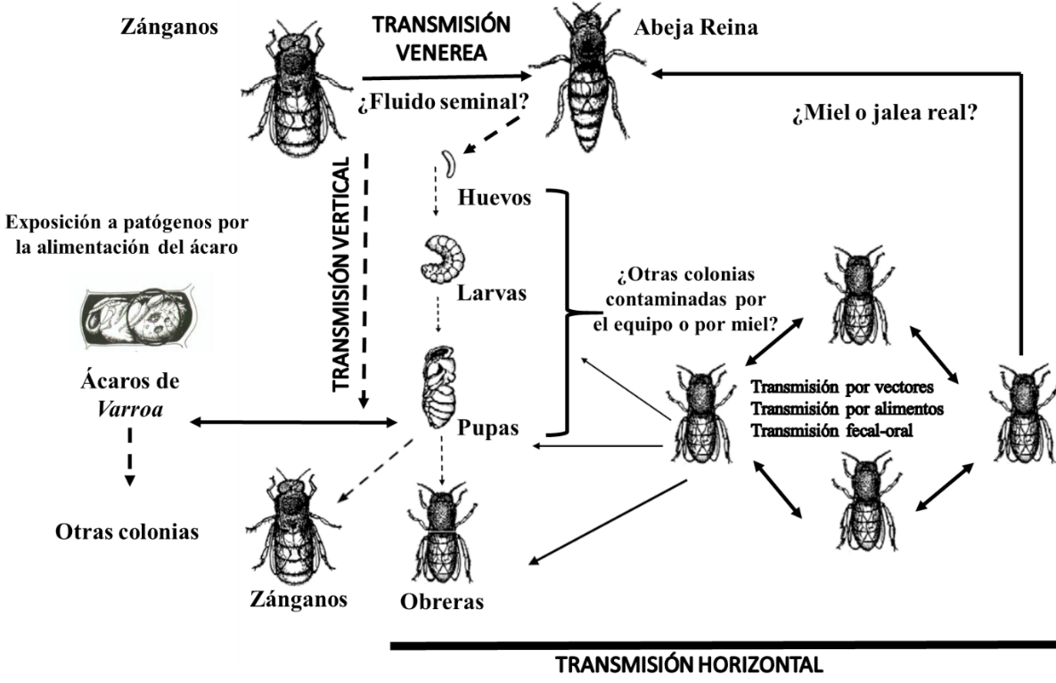 **Figura 2.16. Representación esquemática de las vías de transmisión <br/>de los virus en las abejas** <br/> <font size=3>Fuente: Imagen modificada de Shimanuki y Knox (2000), <br/>Shen _et al._ (2005), y Chen & Sied (2007)</font>