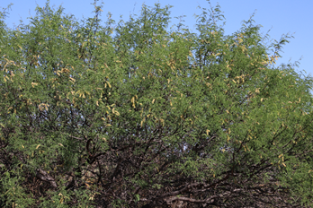 **Figura 4.10. _Prosopis laevigata_, se puede apreciar que es<br/> el tiempo de floración del mezquite** <br/><font size =3 > (Foto: Marco Aurelio Rodríguez Monroy)</font>